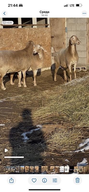 Ветеринар кызматы: Сатам | Ургаачы кой (ургаачы) | Көбөйтүү үчүн | Ургаачы — 2