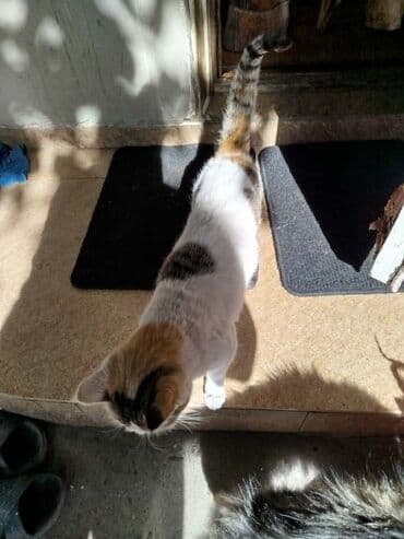 дом кошка: 1 год, Девочка, Приучена к лотку, Проглистована, Кастрирована — 5