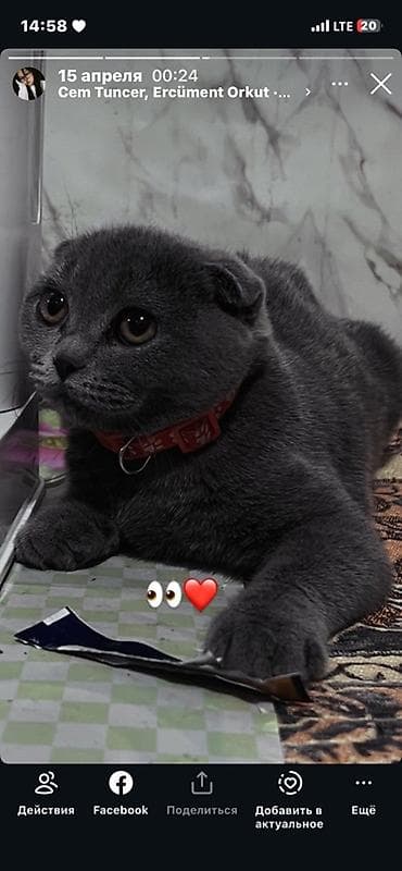 Мышыктар сатылат: Шотландские вислоухие котята от домашней кошки - Порода: шотландская — 3