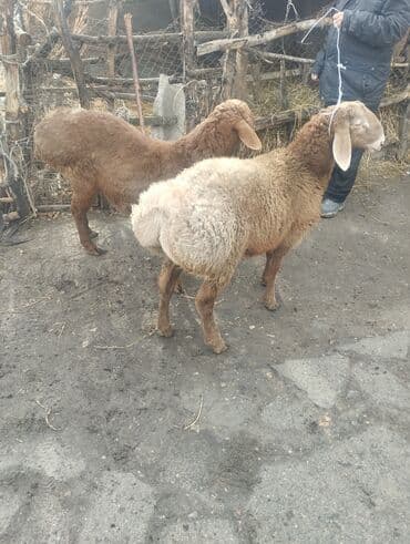 купить собаку шпица недорого: Продаю | Баран (самец) | Для разведения | Матка — 5