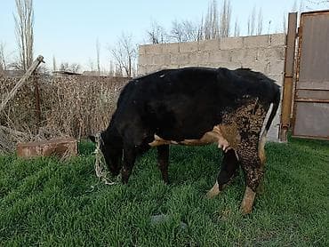 хамелеон животное: Продаю | Корова (самка) | Для разведения | Привязанные — 7