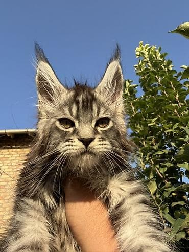 кошка серая: Мейн-кун, 2 месяца, Мальчик, Приучена к лотку, Проглистована, С документами — 8