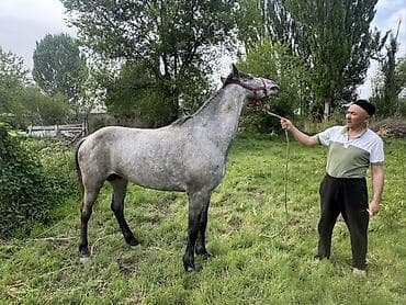 лошадь купить: Продаю | Жеребец | Рабочий — 2