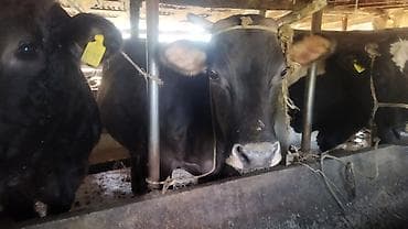 карова стелная: Продаю | Корова (самка) | Швицкая | Для молока — 2