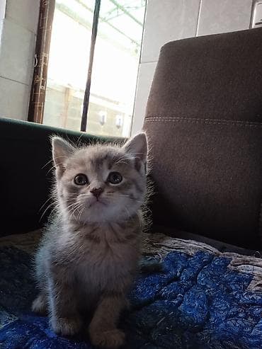 кошка мышык: Котята-домашние компаньон - Породы/масти: классические — 1