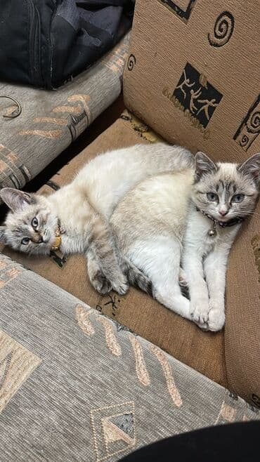 в добрые руки кошки: 4 месяца, Девочка, Приучена к лотку — 8