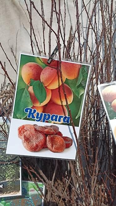 Оптом толка