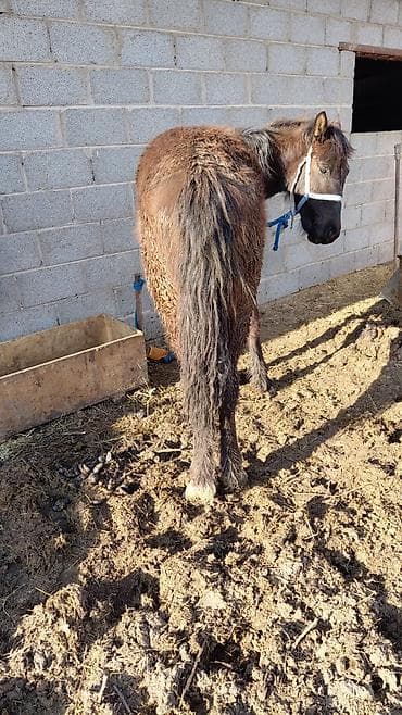 кошка домашный: Продаю | Жеребенок — 3