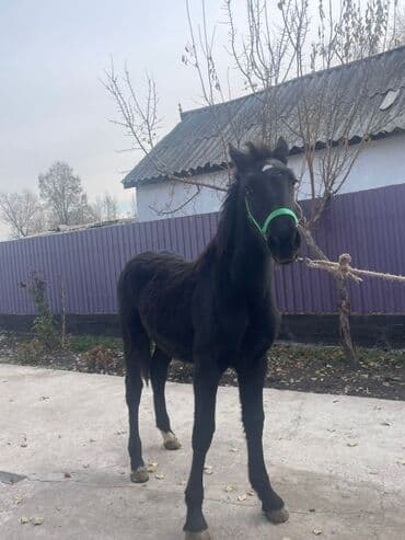 дом кошек: Продаю | Жеребенок | Для разведения — 5