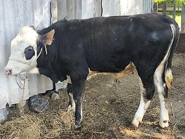 английская чистокровная: Продаю | Бык (самец) | Полукровка | На откорм | Привязанные — 2