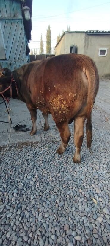 продаю музоо торпок корова самка бык самец айрширская ангус алатауская на забой для разведения на откорм племенные нетель привязанные: Сатам | Бука (эркек) | Швиц | Бордоп семиртүү үчүн | Байланган — 2