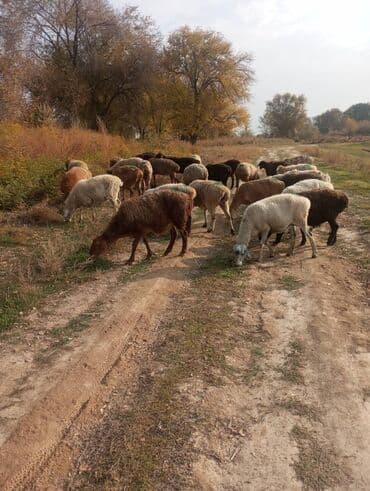 продам козу дойную: Продаю | Овца (самка) | Для разведения | Матка — 3