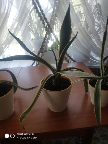 аквариум для форели: Продаю комнатное растение агава цена — 3