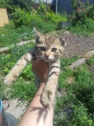 рыжий кот купить: Котёнок, мальчик ищет родителей — 4