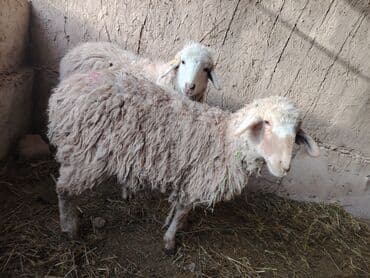 объявления о найденных животных: Продаю | Ягненок, Баран (самец) | Полукровка | На забой, Для разведения, Для шерсти | Кастрированные — 1