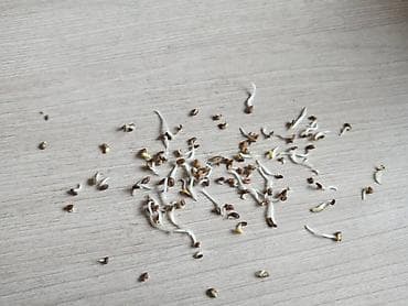 декоративные цветы бишкек: Беде урук, эспарцет урук сатылат, жугору урук кепилдиги менен дун жана — 7