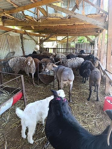 Животные: Продаю | Овца (самка) | Для разведения | Матка — 5