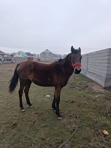 добрый корова: Продаю | Кобыла (самка) | Рабочий — 3