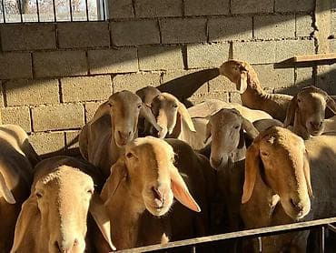 Продаю | Овца (самка), Ягненок, Баран (самец) | Арашан | Для разведения | Племенные