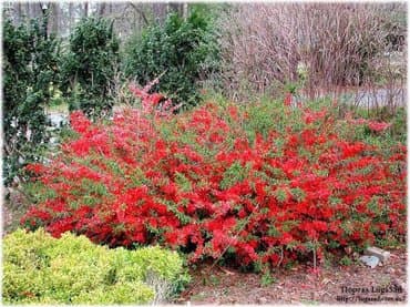 Саженцы деревьев: Магнолии, Самовывоз, Платная доставка