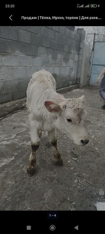 Уйлар, букалар: Сатам | Кунаажын | Көбөйтүү үчүн | Асыл тукумдуу — 1