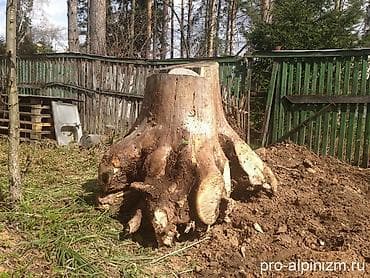прикорневой объем: Услуга: выкорчевывание пней и удаление корней на участке - — 1