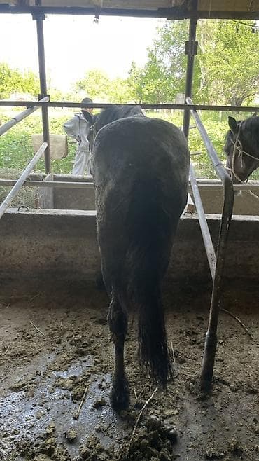 зоомагазин бишкек птицы: Продаю | Жеребец | Для разведения — 3