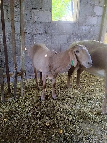 машинка овец: Продаю | Овца (самка) | Для разведения | Матка — 6