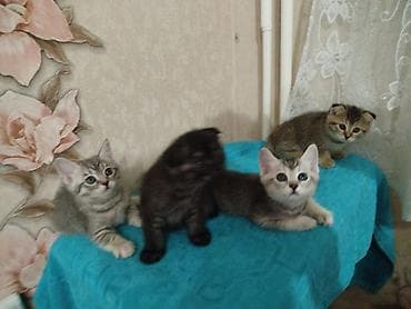 Животные: Котята шотландской породы, короткошёрстные, домашнего выращивания — 9