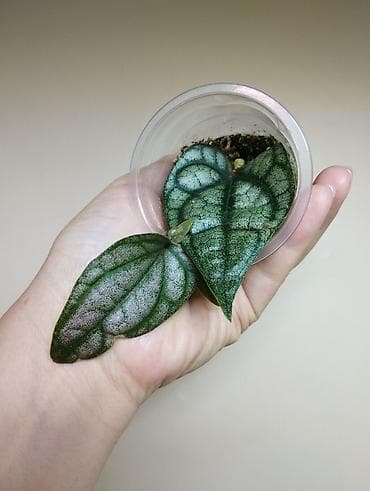 В продаже 🌿 Piper Sylvaticum, hoya Lacunosa Asami inner var