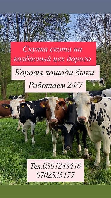 голуби птицы животные: Скупка сельскохозяйственного скота для колбасного цеха. - Принимаем — 1
