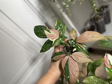 Сингониум Ред спот триколор Хороший вар Самовывоз 7 мкр - Уход — 2