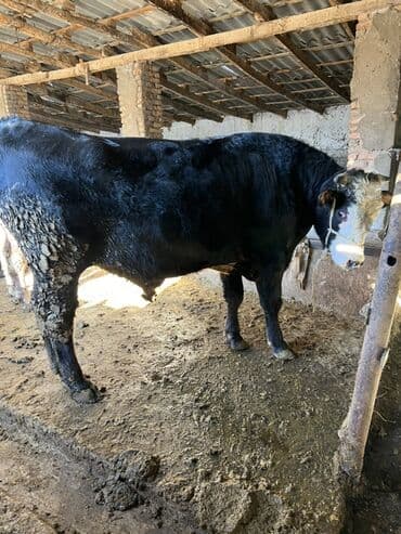 сколько стоит корова: Продаю | Бык (самец) | На откорм — 3