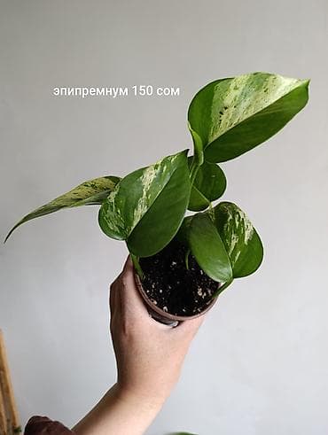 лабубу фото и цена: Продажа сортовых комнатных растений, цены и названия указаны на фото — 3