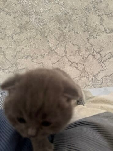 домик для котят: Открыта бронь на котят Scottish Fold и Scottish Strait,порода — 10