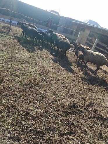 Продаю | Овца (самка), Ягненок, Баран (самец) | Для разведения, Для шерсти | Котные, Матка, Ярка