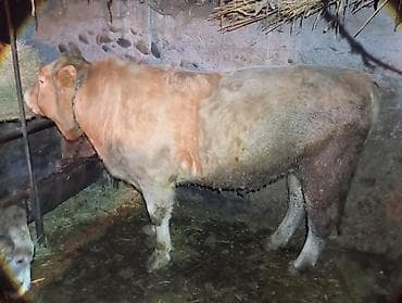 бычки бельгийские: Продаю | Бык (самец) | На откорм | Привязанные — 1