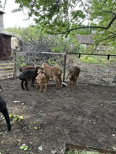 индюк тушка: Продаю | Ягненок | Для разведения — 2