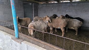 кролики бабочки: Продаю | Овца (самка) | Арашан | Для разведения | Матка — 5