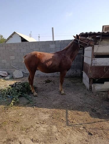 купить собаку шпица недорого: Продаю | Конь (самец) — 8