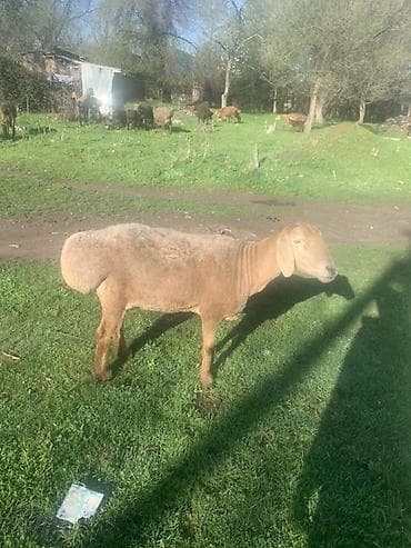 отдам щенят в добрые руки: Продаю | Овца (самка) | Эдильбаевская | Для разведения — 2