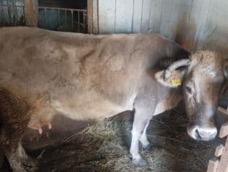 щенки немецкой овчарки даром: Продаю | Корова (самка) | Алатауская | Для молока | Стельные — 2