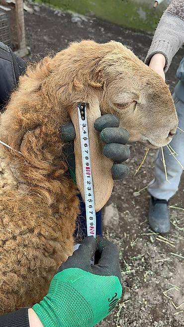 ала тоо корова: Продаю | Ягненок | Для разведения | Ярка — 3