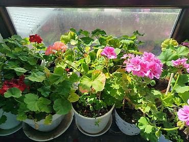 аптечка: Комнатные растения в горшках от 300-1000 1) Алоэ вера (крупные — 4