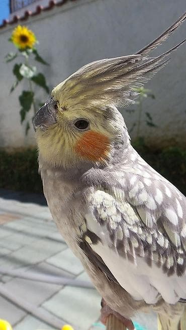 кореллы: 🐦 Куплю ручных корелл (пару — 2 попугая) 🐦 💰 Бюджет: до 5000 сомов. 📅 — 1