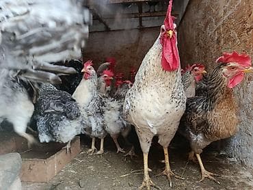 Животные: Продаю | Куры, Петух | Домашняя | На забой, Для разведения, Несушки — 4
