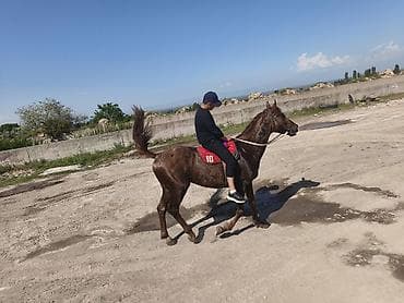конный двор: Продаю | Конь (самец) | Дончак | Рабочий — 3