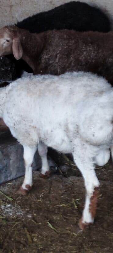 собака курцхаар: Сатам | Кочкор (эркек) | Союуга — 2