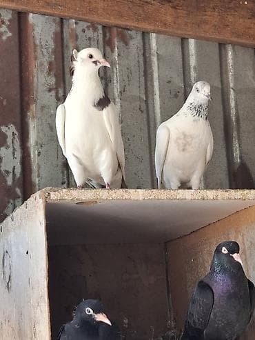 брама изабель: Голуби домашние, декоративно-летные породы, разного окраса. Описание — 4