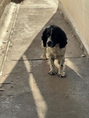 шприц жане купить в бишкеке: Спаниель, 2 месяца, Самец — 8